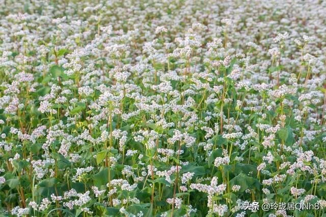 十八淑女坊屬于什么檔次（淑女坊和十八淑女坊）