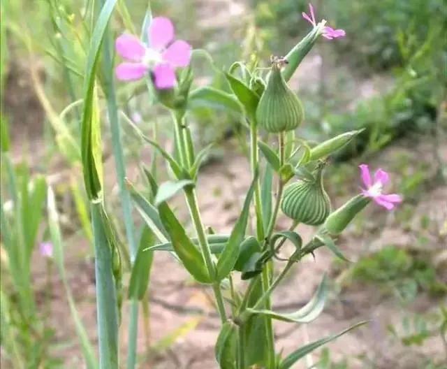 面條圖片大全，野生面條菜圖片？