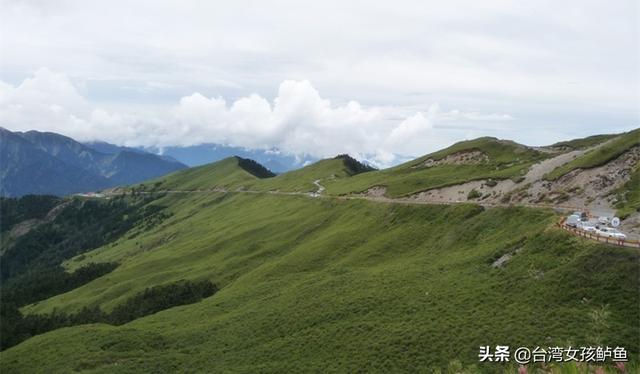 大舜皇山刺兒茶哪里買（大舜皇山刺兒茶飲）