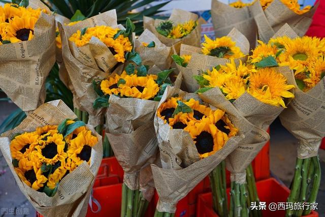 南京什么地方賣水仙花（南京仙林花鳥市場在哪里）