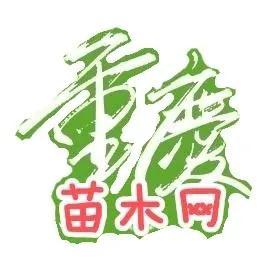 水生植物批發(fā)種植基地在哪里，水生植物批發(fā)種植基地地址？