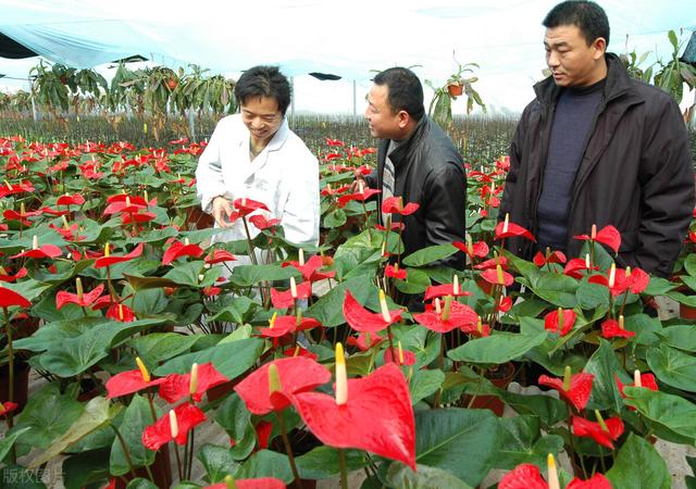 批發(fā)花卉去哪里進貨，批發(fā)花卉去哪里進貨北京？