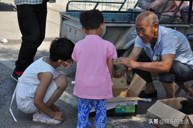 買小狗10元一只小型的，批發(fā)買小狗10元一只