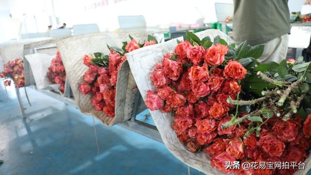 溫州批發(fā)鮮花去哪里進貨，批發(fā)鮮花去哪里進貨固鎮(zhèn)