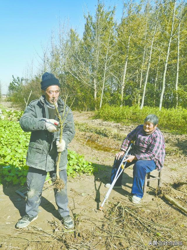 果樹苗批發(fā)基地三年苗各種苗大全櫻花，果樹苗批發(fā)基地三年苗各種苗大全廣西靈山？