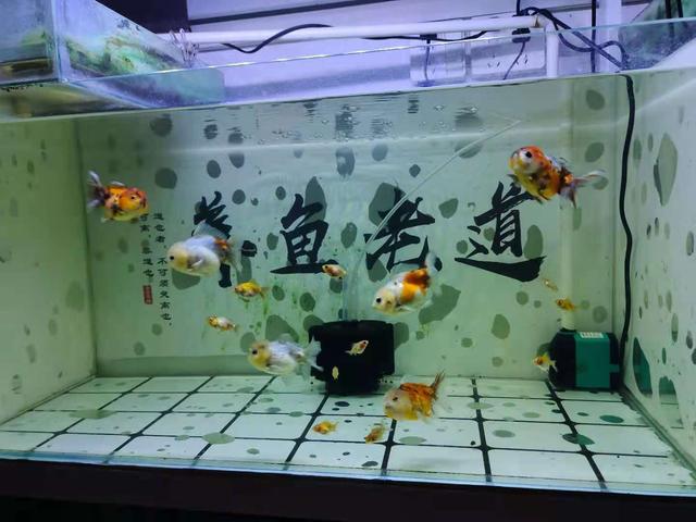 新手開水族店怎么進(jìn)貨視頻講解，新手開水族店怎么進(jìn)貨視頻教學(xué)？