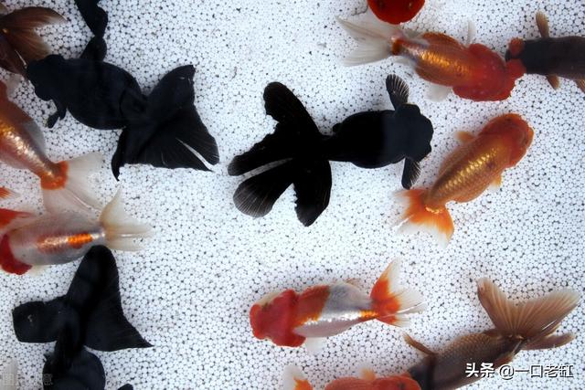 新手開水族店怎么進(jìn)貨視頻，新手開水族店怎么進(jìn)貨視頻教程？