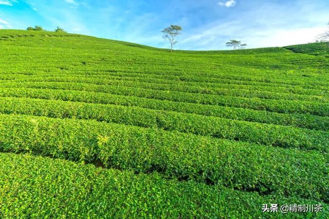 賣茶葉在抖音里算什么領(lǐng)域，抖音茶葉銷售第一？