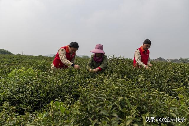 我想開(kāi)茶葉店貨源怎么找，賣(mài)茶葉怎么找客源？