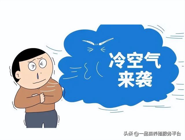 海南鵝苗多少錢(qián)一只，海南鵝苗多少錢(qián)一只在哪里買(mǎi)？