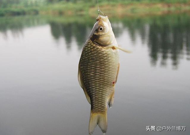 拼多多買魚餌料可靠嗎，拼多多上魚餌是不是正品？