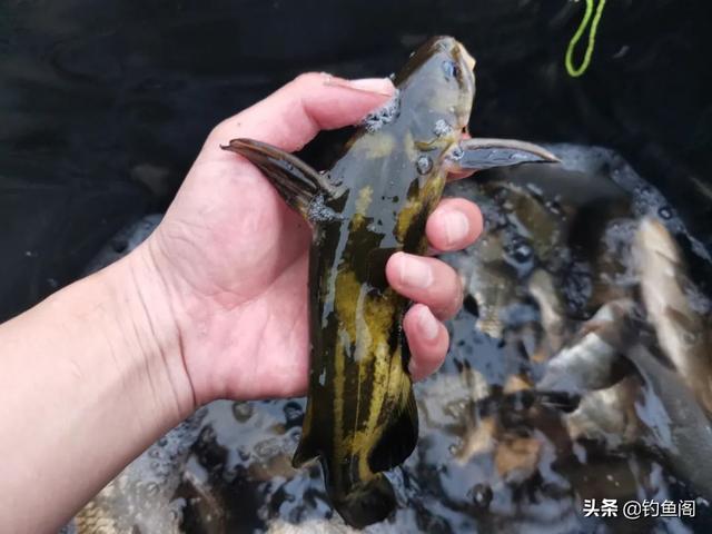 一包顆粒、兩盒蚯蚓，野釣黃辣丁也能爆護(hù)，但方法務(wù)必選對(duì)