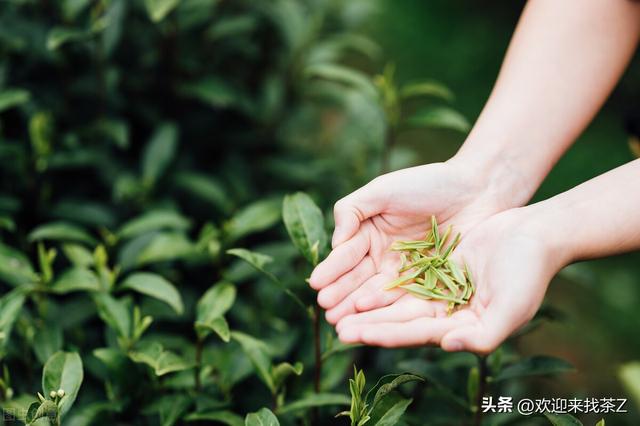 拼多多上貨的茶，拼多多上的中茶是真的嗎？