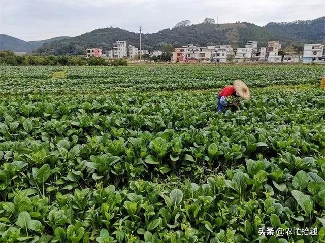 淘寶拼多多熱銷脫水菜芯貨源拿貨是真的嗎，淘寶拼多多熱銷脫水菜芯貨源拿貨是真的嗎還是假的？