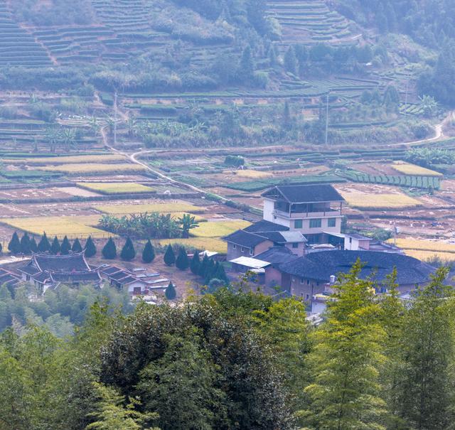 土樓茗茶是什么茶類，福建土樓茗茶是什么茶？