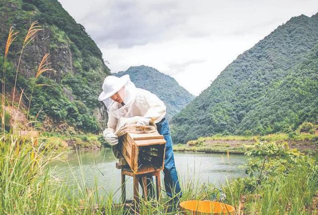 蜂蜜批發(fā)一手貨源，蜂蜜批發(fā)代理？